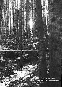 sous bois pres du Ru